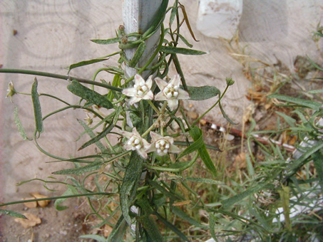 narrow leaves of Milkweed vine