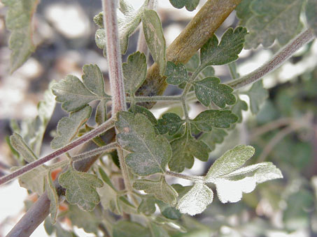 Hairy leaves of Cardiospermum vine