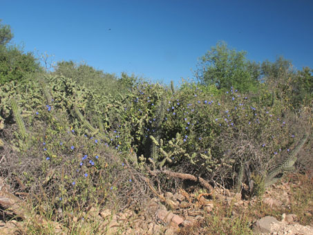 Manto de la Virgen