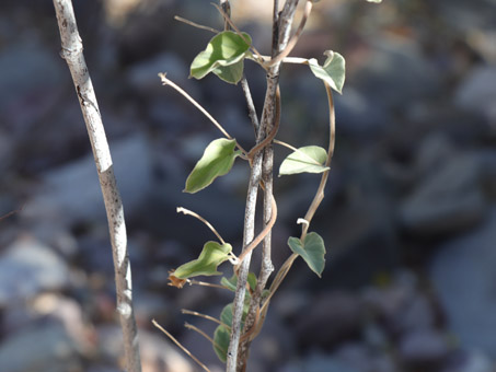 Eastwood Clustervine wraps its stems around another plant