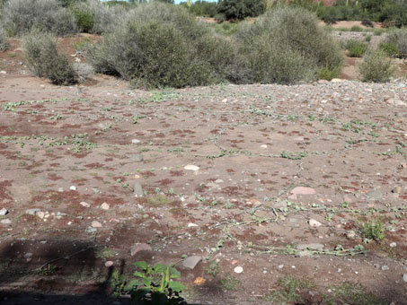 Coyote melon growing across arroyo