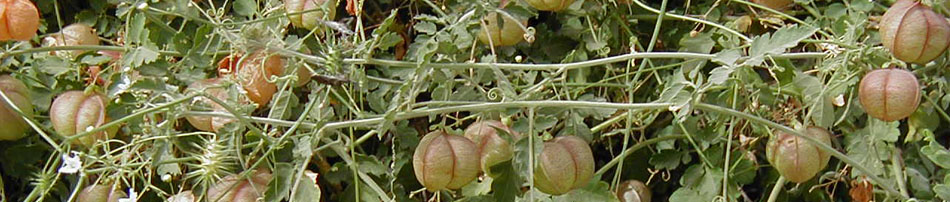 mass of vines with papery and prickly fruit