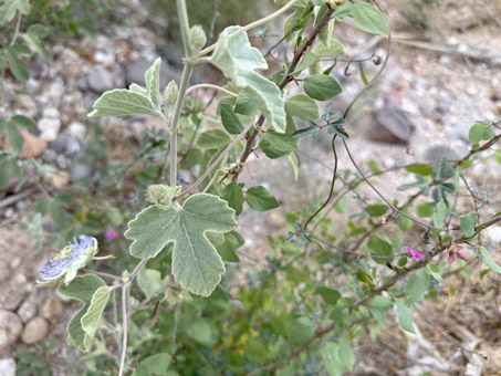 Tallos del Rosal de la pasion