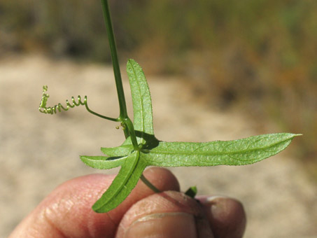 Tendril