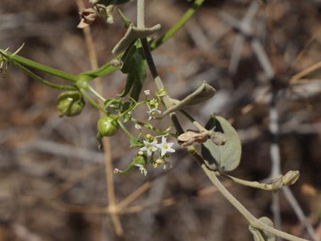 Gulf Vaseyanthus