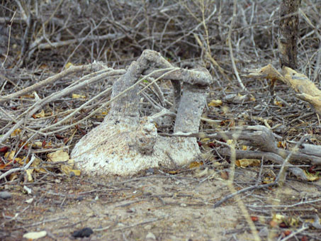 Coyote Melon