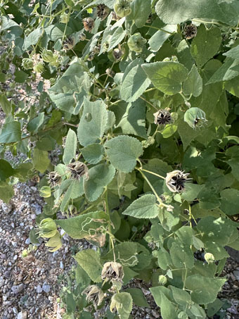 Abutilon palmeri with fruit and seeds