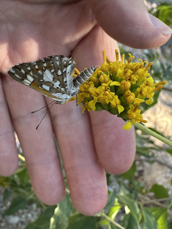 Baja California Metalmark butterfly