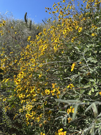 Baja California goldeneye in bloom