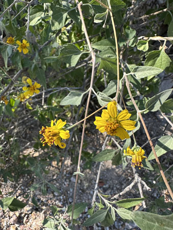 Baja California goldeneye flowers