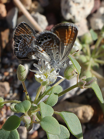 Western Pygmy-blue butterfly