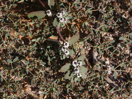 Two Euphorbia species in bloom