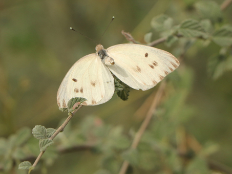 Howarth's White butterfly