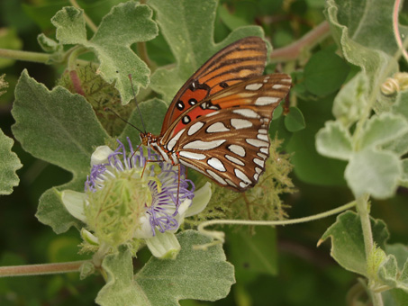 Gulf Frittilary Butterfly feeding on Passion Flower