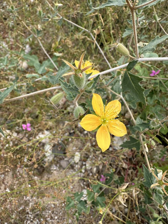 Mentzelia adhaerens flower