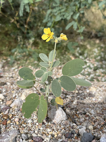 Senna confinis plant with flowers