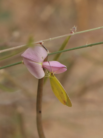 Mimosa Yellow butterfly on Palmer Hoary-pea flower