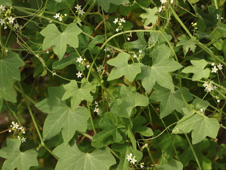 Lush growth with many butterflies