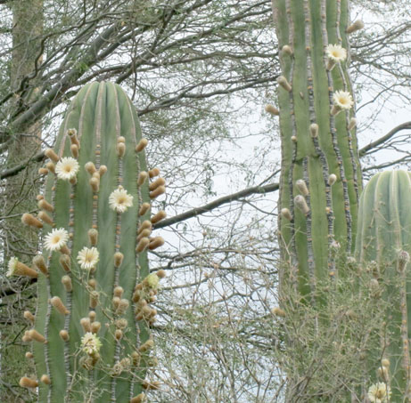 Flores del cacto Cardón