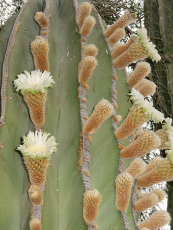 Flores del cacto Cardón