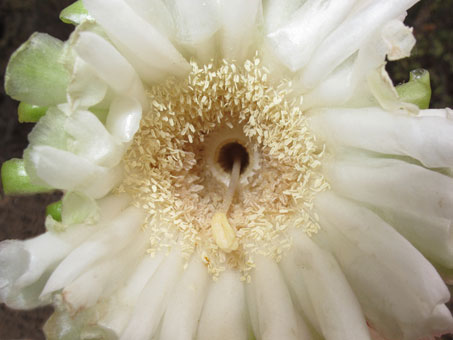 El perianto de la flor del cacto Cardón