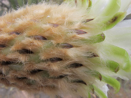 El perianto de la flor del cacto Cardón