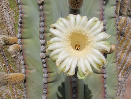 Flores del cacto Cardón