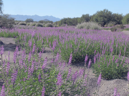 Arroyo arenoso con los lupinos morados por todas partes