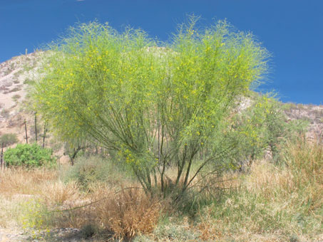 La forma de Parkinsonia aculeata