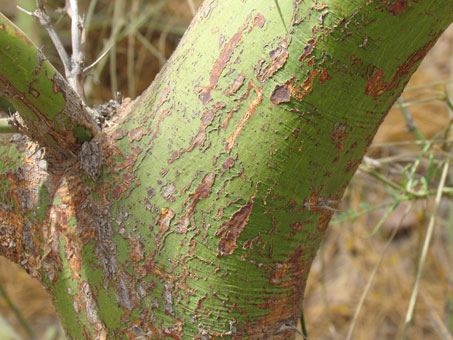 El tronco muy verde de Parkinsonia aculeata