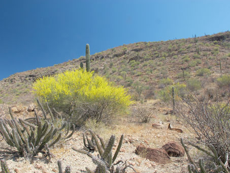 Palo Verde tree on hillside in full bloom