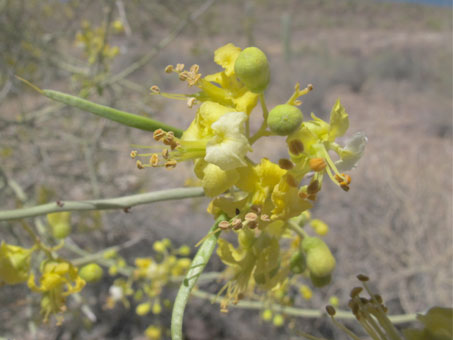 Parkinsonia microphylla flowers