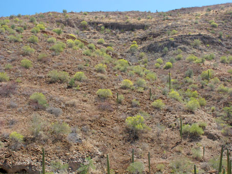 Las dipuas florecen en el desierto