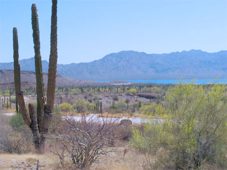 Palo verde trees blooming in desert