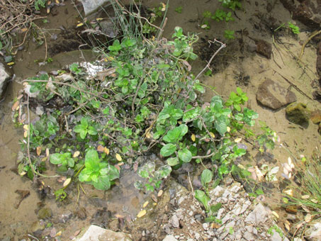 roadside pond with plants