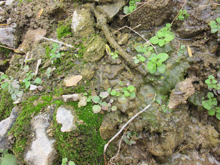 plantas y musgus en una filtración