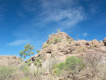 Wild fig tree on hillside