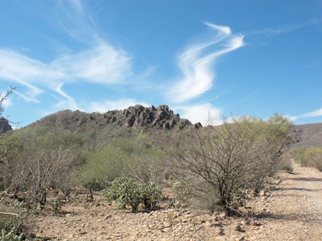 Desert scrub