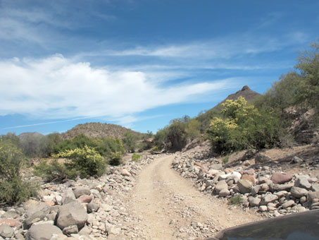 Árboles de una acacia al lado del camino