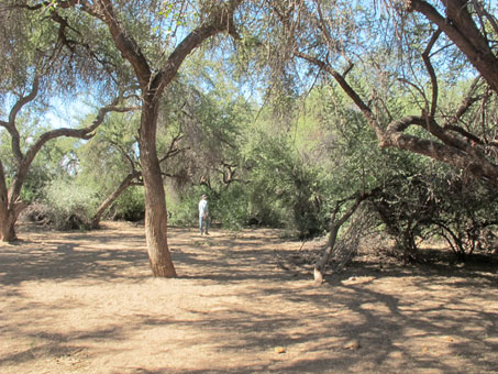 Shady picnic areas