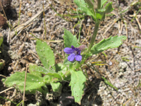 Stemodia durantifolia flowers