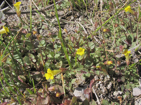 Mimulus floribundus flowers