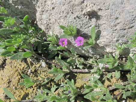 Flores de Petunia parviflora