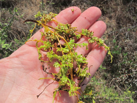 Cylindropuntia alcahes stems and fruit