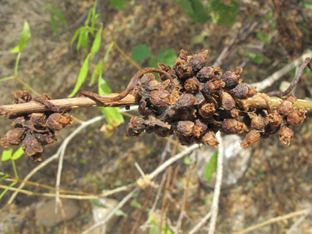 Cuscuta