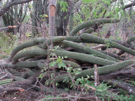 Bosque arido tropical