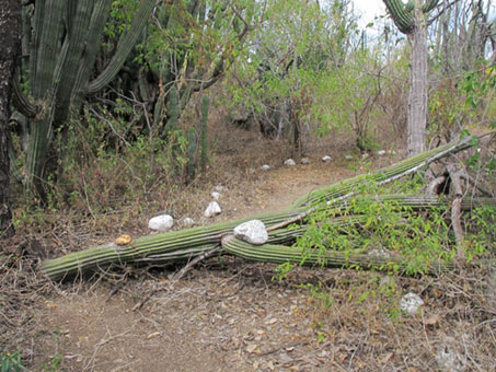 Bosque arido tropical