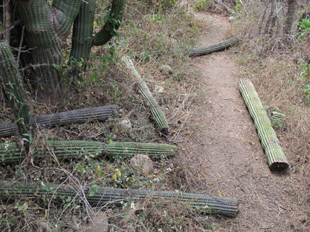 Cactos tumbados por el viento