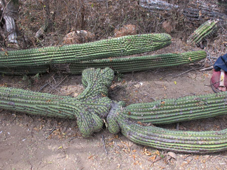 Cactos tumbados por el viento