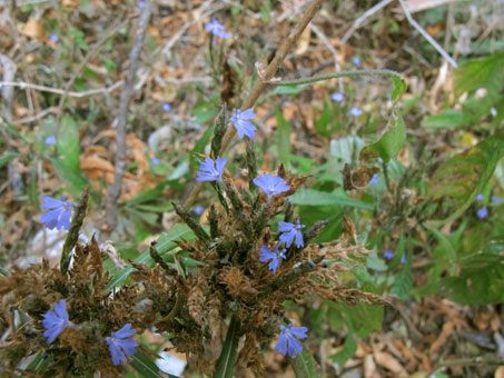 Elytrigia imbricata